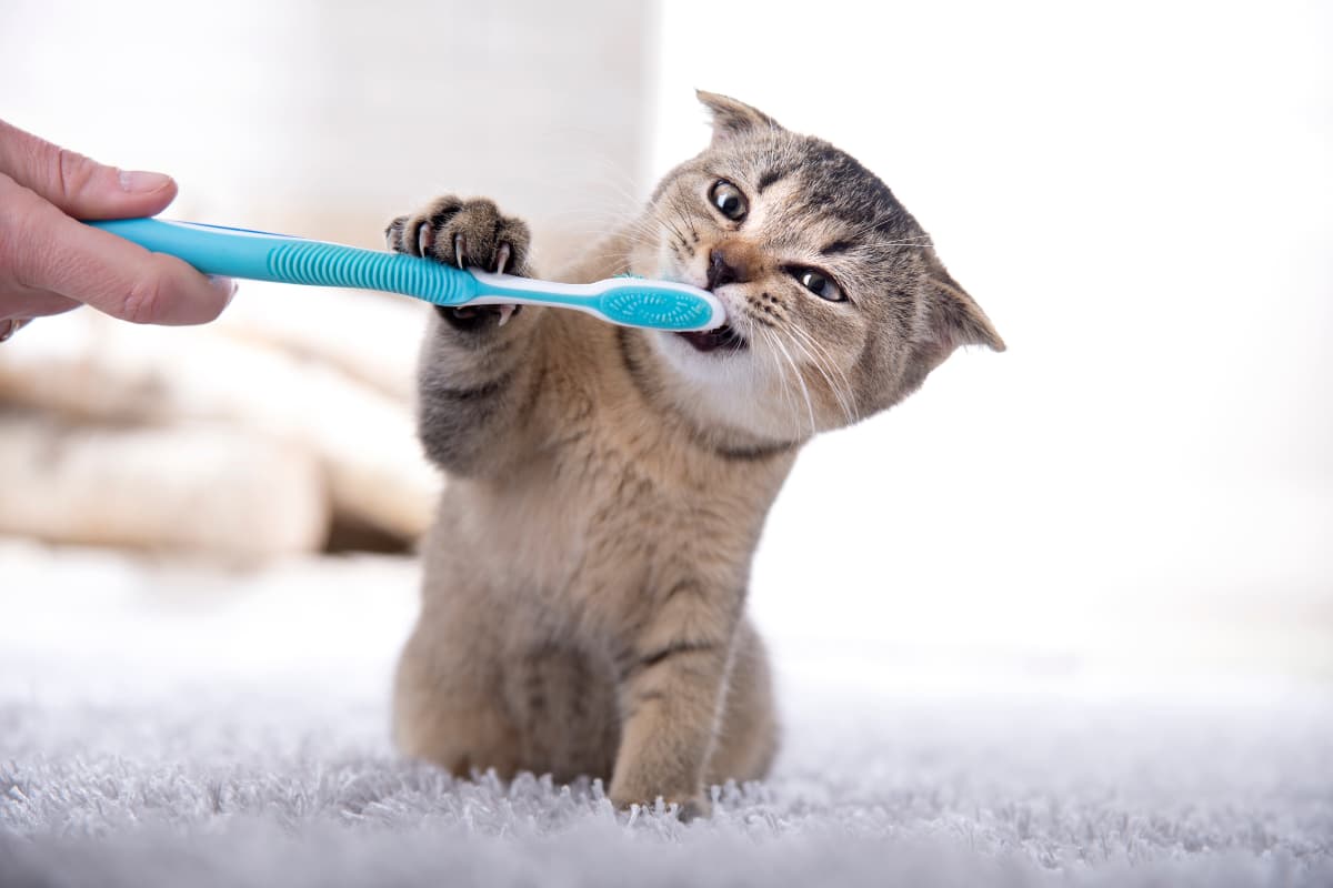 Brushing my shop cat's teeth